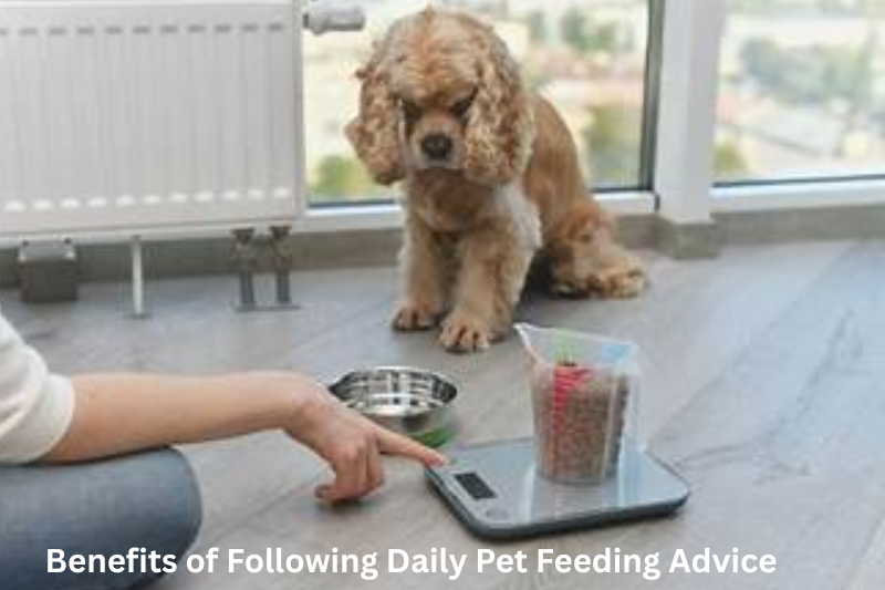 Benefits of Following Daily Pet Feeding Advice