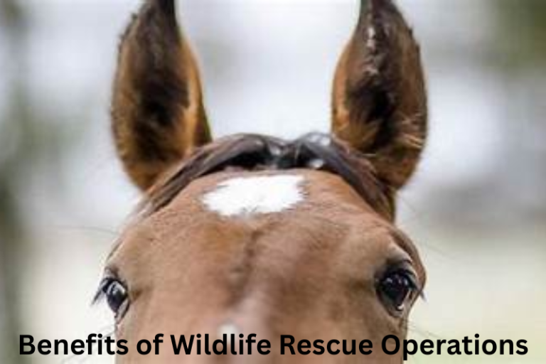 Wildlife Rescue Operations - AnimalNewsGram.com – Latest Animal News ...