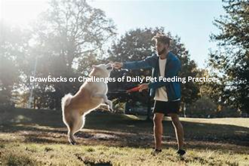 Drawbacks or Challenges of Daily Pet Feeding Practices