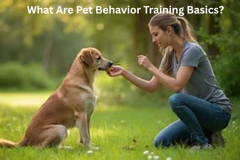 What Are Pet Behavior Training Basics