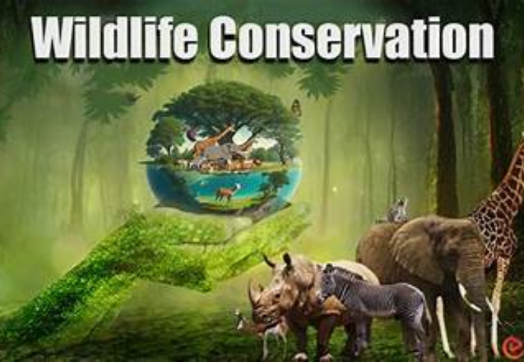 Animal Conservation Awareness: Protect Wildlife & Nature Today