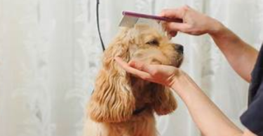 beginner pet grooming steps
