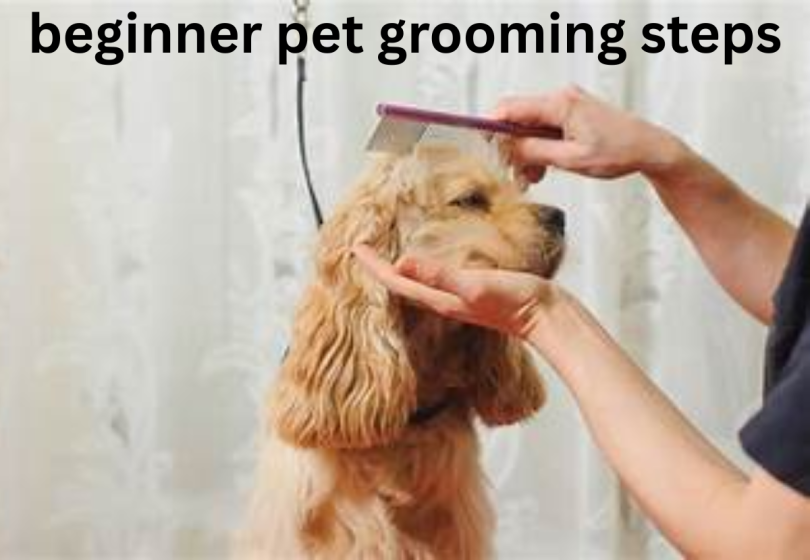 beginner pet grooming steps