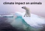climate impact on animals