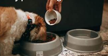 daily pet feeding advice