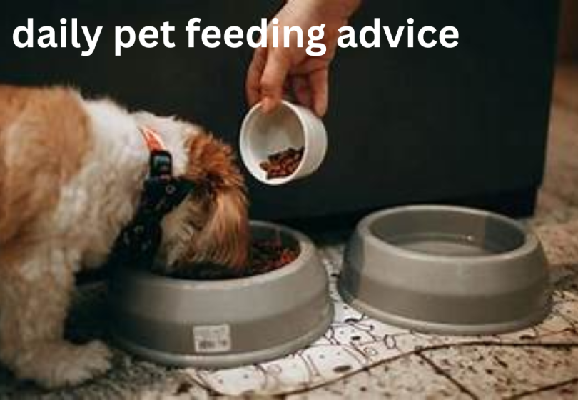 daily pet feeding advice