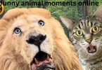 funny animal moments online