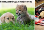 heartwarming animal stories