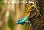 latest wildlife updates today
