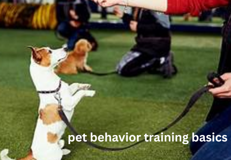 pet behavior training basics