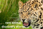 rare animal discovery stories