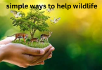 simple ways to help wildlife